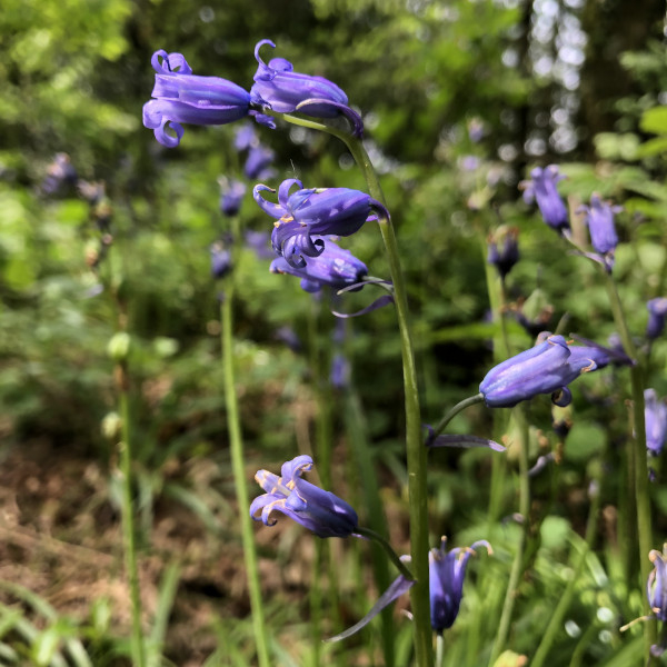 Jacinthe des bois (Hyacinthoides non-scripta) &copy; Nicolas Macaire / LPO